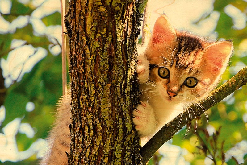hironwoods-carte-postale-bois-chaton-arbre-100x150mm image 1