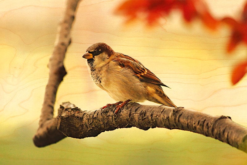 hironwoods-carte-postale-bois-oiseau-jardin-moineau-100x150mm image 1