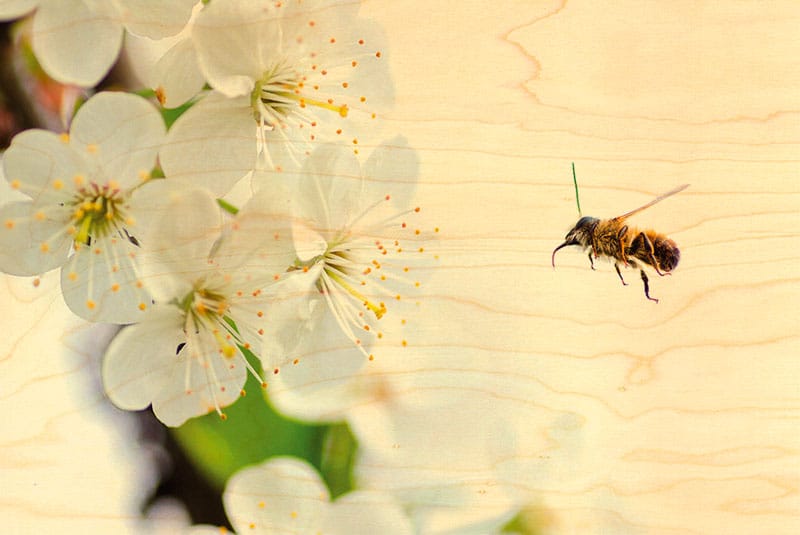 hironwoods-cartes-postales-abeille-carte-nature-100x150mm image 1
