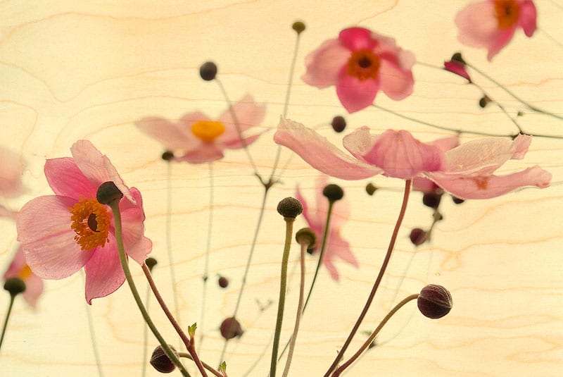hironwoods-carte-postale-bois-fleurs-et-boutons-100x150mm image 1