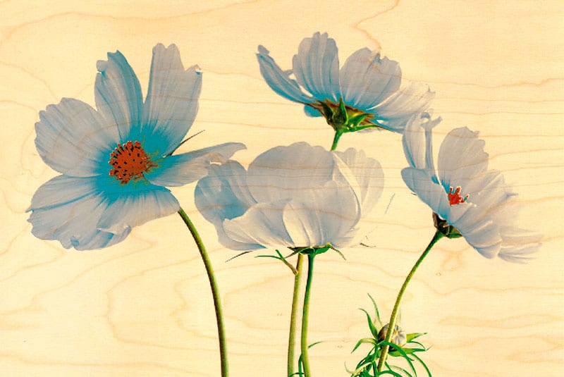 hironwoods-carte-postale-bois-cosmos-bleus-100x150mm-fleurs image 1