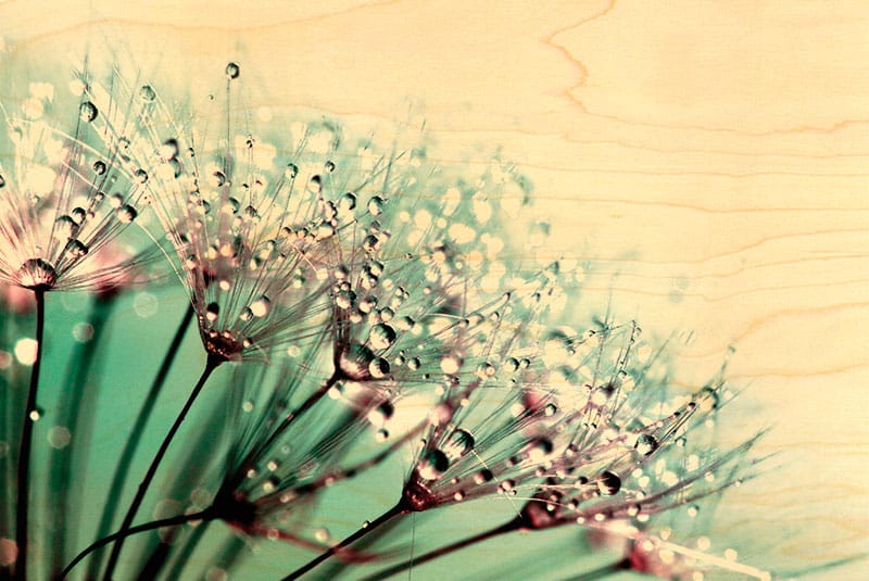 hironwoods-carte-postale-bois-pissenlit-bleu-100x150mm image 1