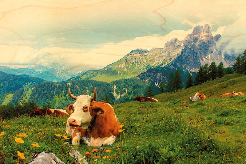 hironwoods-carte-vache-montagne-fleurs-carte-postale-bois image 1