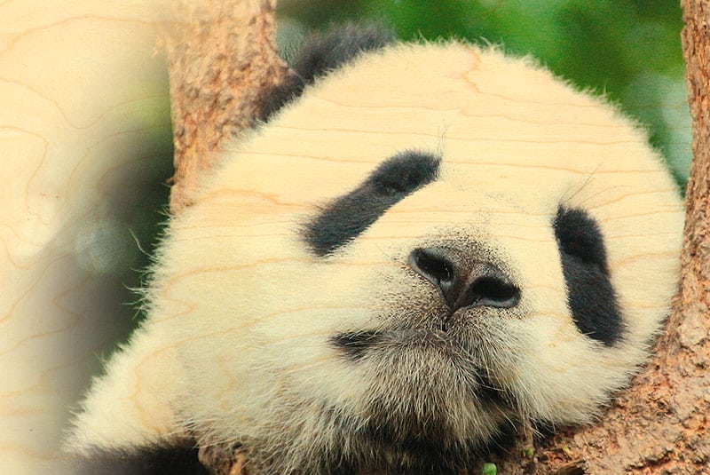 hironwoods-carte-postale-bois-panda-grand-100x150mm image 1