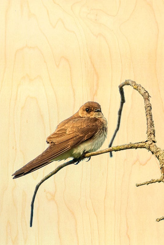 hironwoods-cartes-postales-en-bois-passereau-brun-carte-oiseau image 1