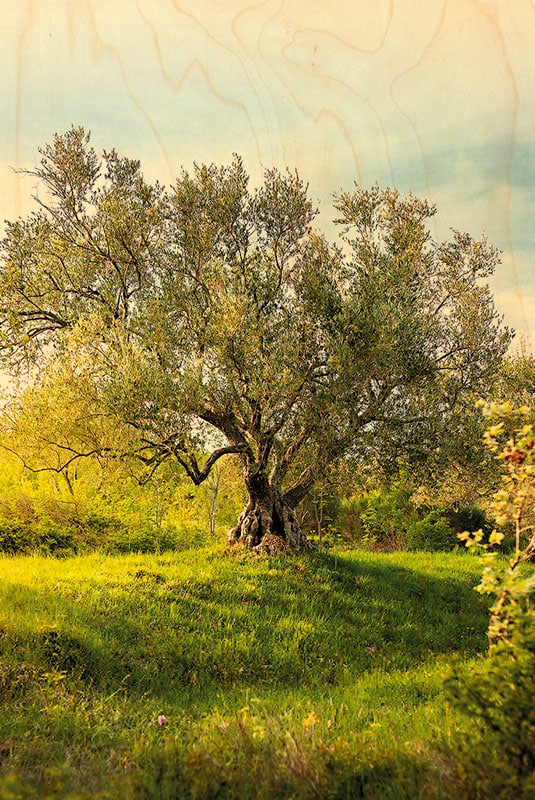 hironwoods-carte-olivier-carte-postale-bois-100x150mm image 1