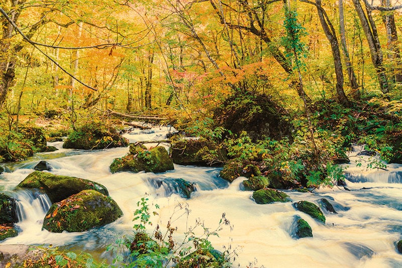 hironwoods-carte-postale-bois-nature-for-t-torrent-100x150 image 1