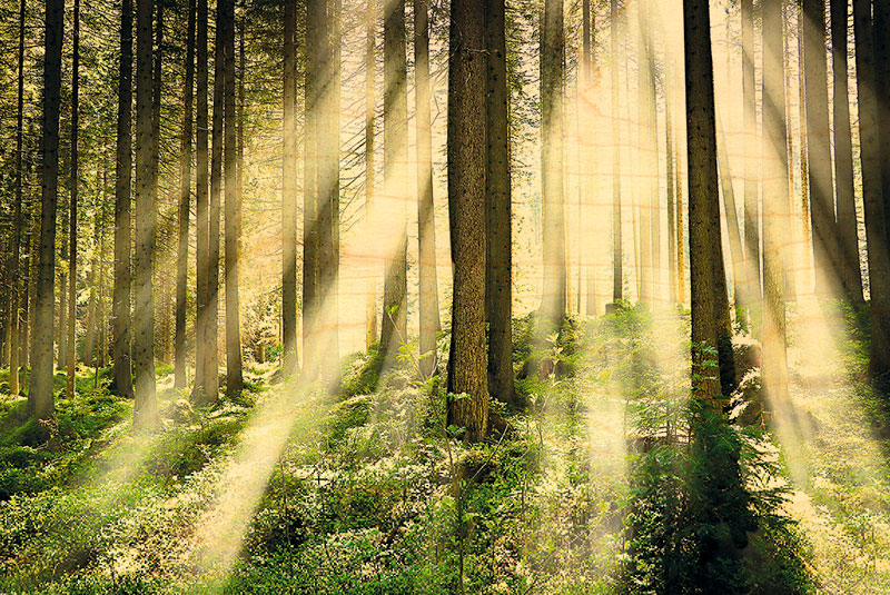 hironwoods-carte-postale-bois-for-t-lumi-re-100x150mm image 1