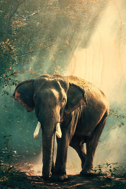 hironwoods-carte-postale-bois-el-phant-for-t-100x150mm image 1