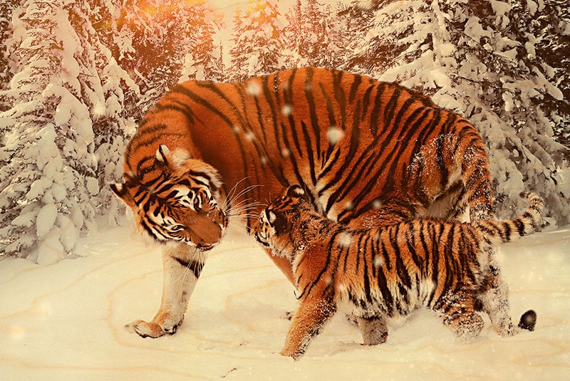 hironwoods-carte-postale-bois-tigres-et-petit-100x150mm image 1