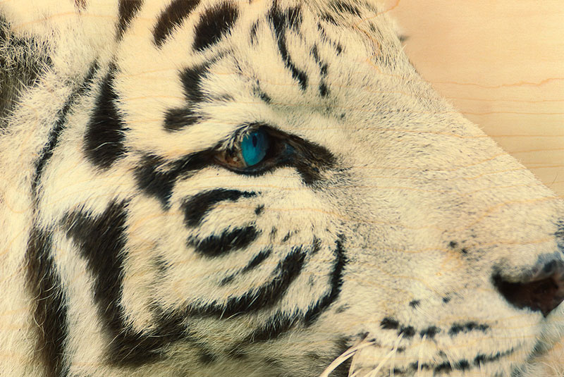 hironwoods-carte-postale-bois-tigre-blanc-100x150mm image 1