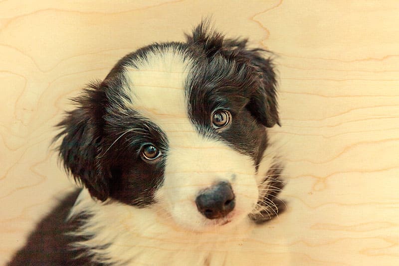 hironwoods-chiot-border-carte-postale-bois-100x150mm image 1