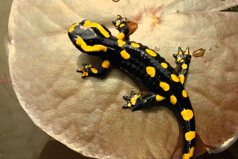 hironwoods-carte-postale-bois-salamandre-animaux-100x150mm image 1